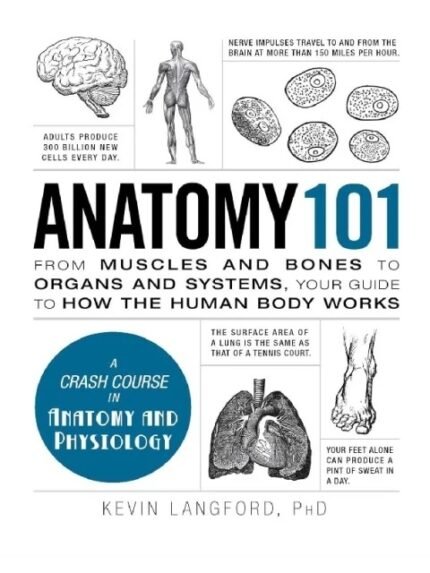 Anatomy 101 From Muscles and Bones to Organs and Systems, Your Guide to How the Human Body Works (Adams 101 Series)
