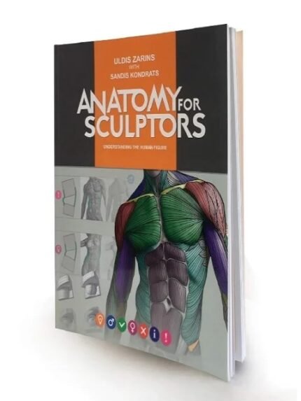 Anatomy For Sculptors Understanding The Human Figure